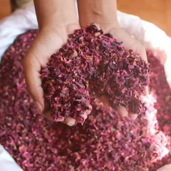Dry Rose Petal