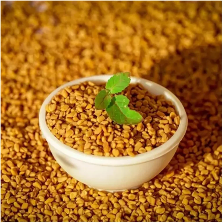 Fenugreek Seed